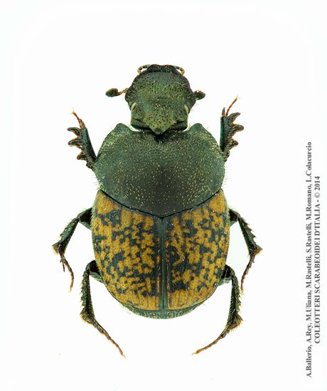 Onthophagus opacicollis, maschio